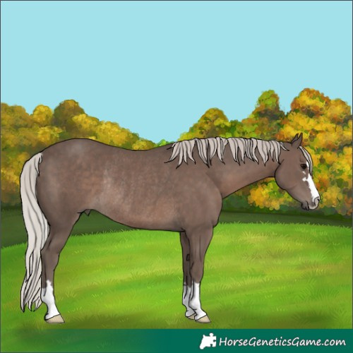 Horse Color:Silver Black Rabicano 