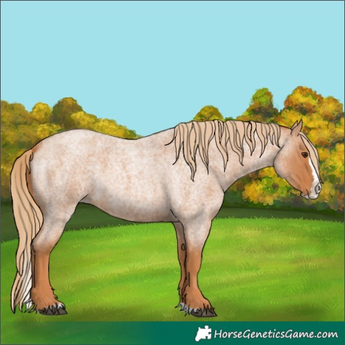 Horse Color:Red Roan Splash
