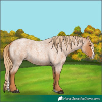 Horse Color:Red Roan Splash 