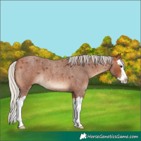 Horse Color:Silver Bay Roan Splash 