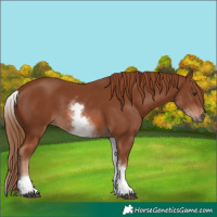 Horse Color:White Spotted Chestnut 