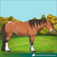 Horse Color:Bay Tobiano