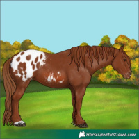 Horse Color:Chestnut Blanket