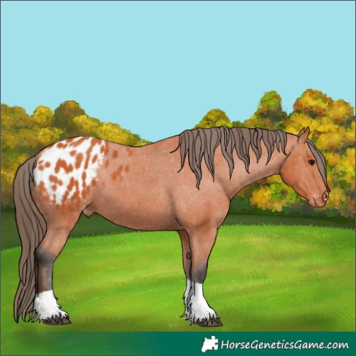 Horse Color:Bay Tobiano Appaloosa 