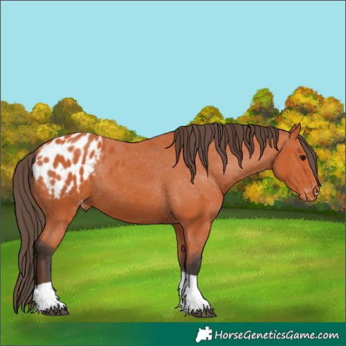 Horse Color:Bay Tobiano Appaloosa 