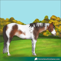 Horse Color:Bay Tobiano Frame
