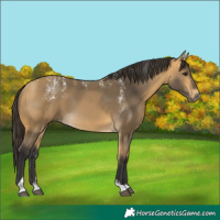 Horse Color:Powder White Buckskin Tobiano