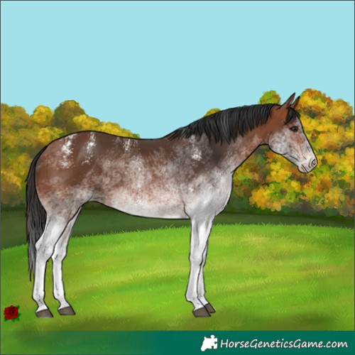 Horse Color:Powder White White Spotted Bay Rabicano 