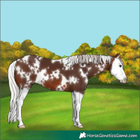 Horse Color:White Spotted Silver Brown Splash 