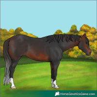 Horse Color:Bay 