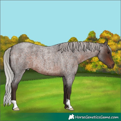 Horse Color:Silver Brown Roan 