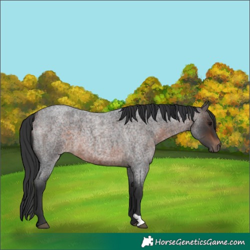 Horse Color:Bay Roan 