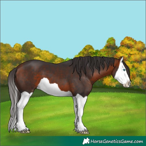 Horse Color:Bay Splash 