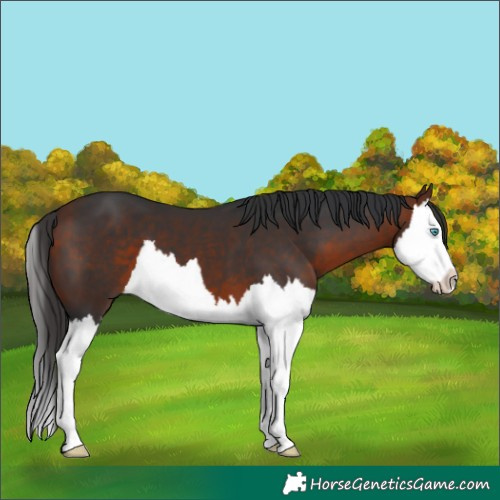 Horse Color:Bay Splash 