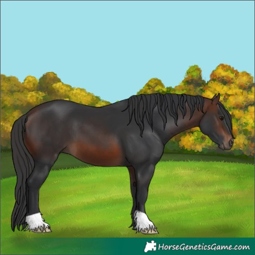 Horse Color:Brown 