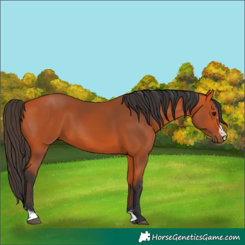 Horse Color:Bay Sabino 