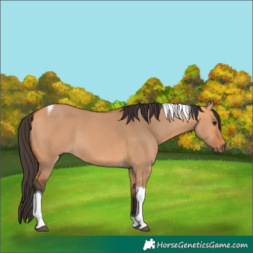 Horse Color:Bay Dun Tobiano 