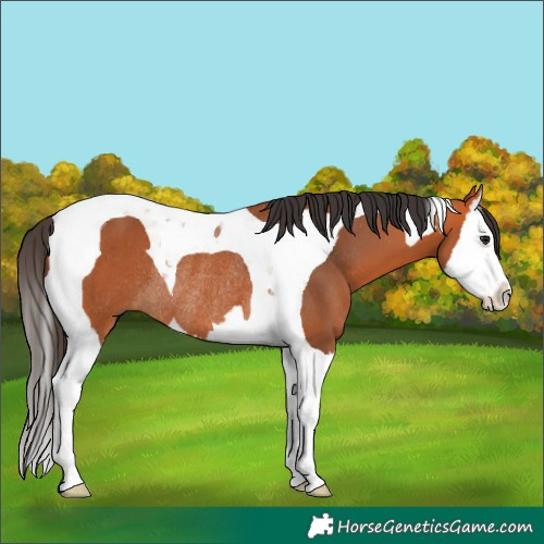 Horse Color:Bay Splash Tobiano Rabicano 