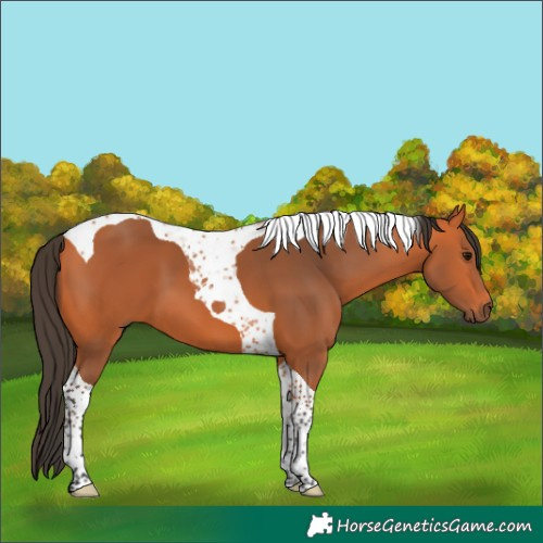 Horse Color:Bay Tobiano 