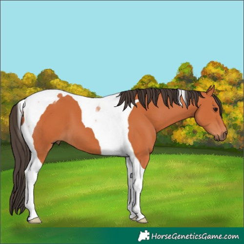 Horse Color:Bay Tobiano 
