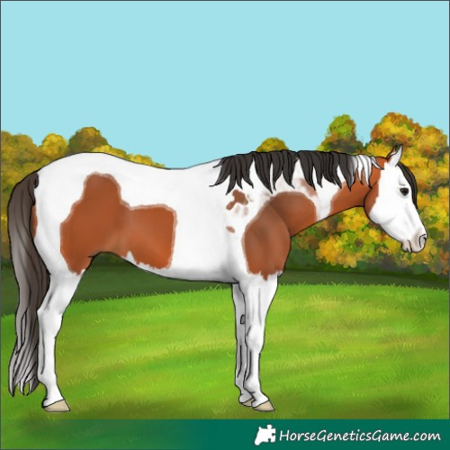 Horse Color:Bay Splash Tobiano 