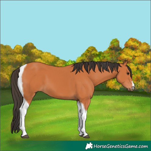 Horse Color:Bay Tobiano 