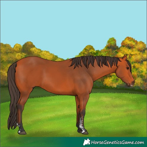Horse Color:Bay Sabino 