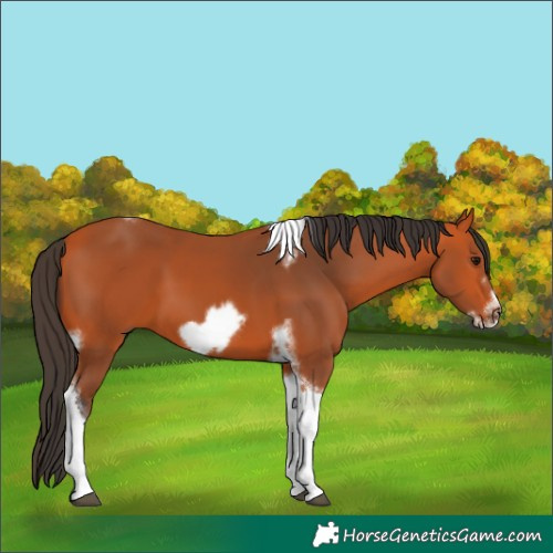 Horse Color:Bay Tobiano Frame 