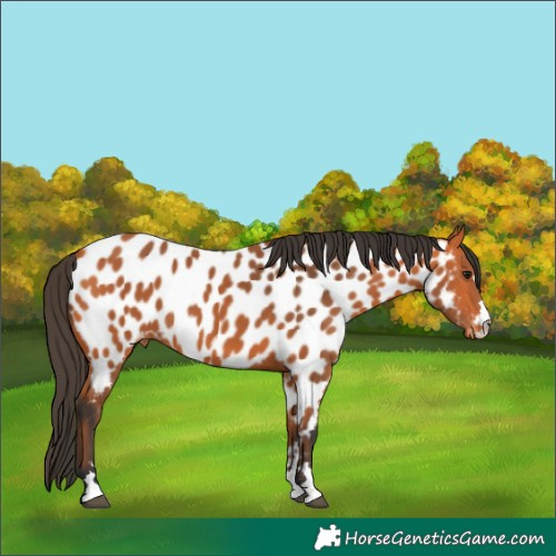 Horse Color:Bay Appaloosa 