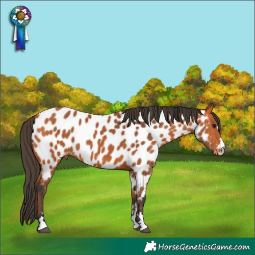 Horse Color:Bay Near Leopard 