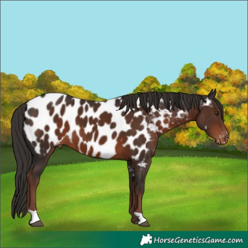 Horse Color:Liver Chestnut Near Leopard 