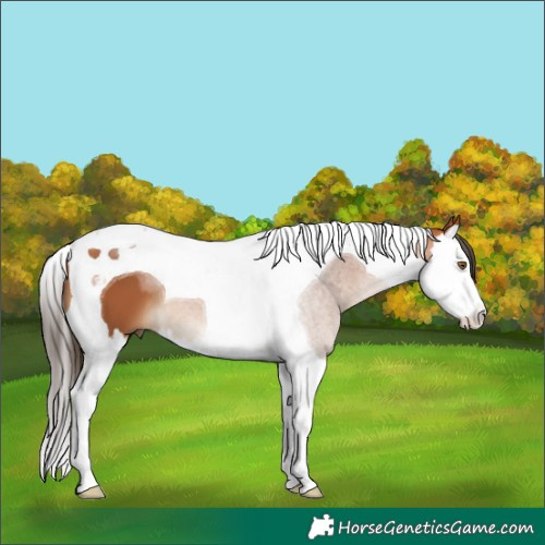 Horse Color:Bay Splash Tobiano