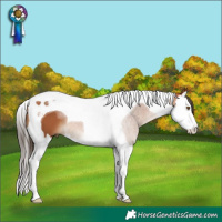 Horse Color:Bay Splash Tobiano