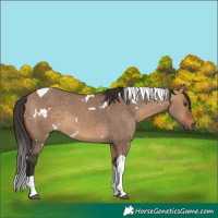 Horse Color:White Spotted Bay Dun Tobiano