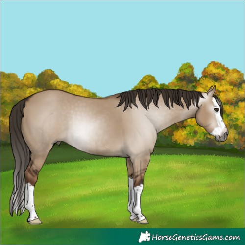 Horse Color:Gray Liver Red Dun Splash Rabicano