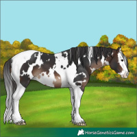 Horse Color:White Spotted Brown Splash Tobiano