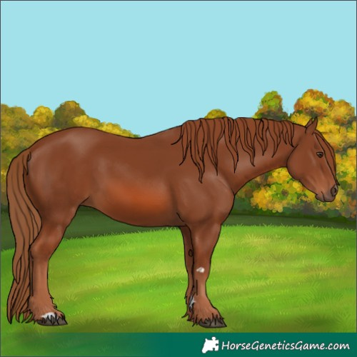 Horse Color:Chestnut 