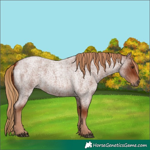 Horse Color:Red Roan