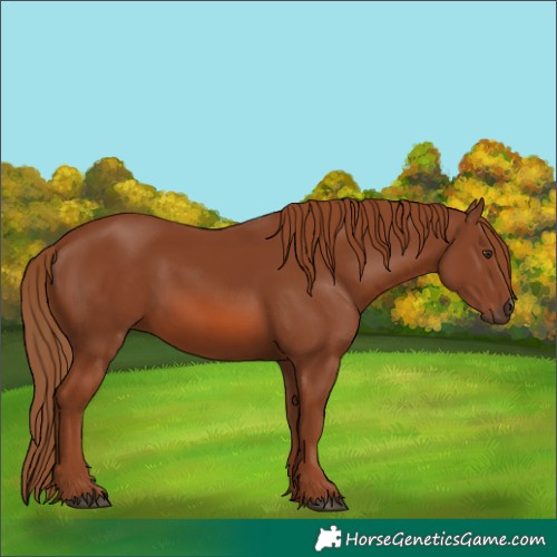 Horse Color:Chestnut 