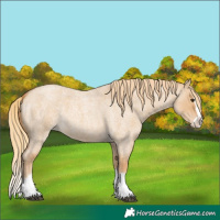 Horse Color:Red Dun Roan Splash
