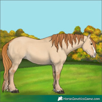 Horse Color:Red Dun Splash