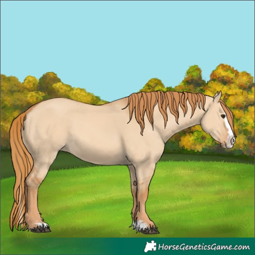 Horse Color:Red Dun Splash