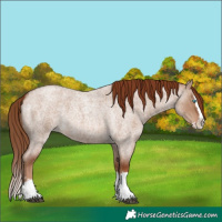 Horse Color:Red Dun Roan Splash 