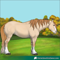 Horse Color:Red Dun Splash 