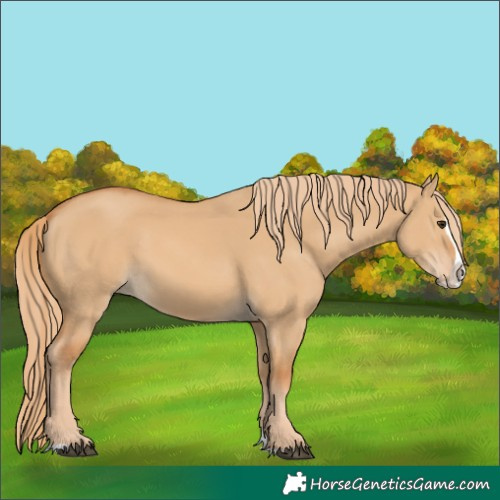 Horse Color:Red Dun Splash 