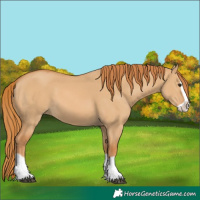 Horse Color:Red Dun Splash
