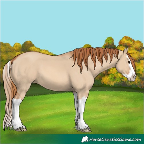 Horse Color:Red Dun Splash