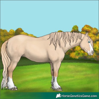 Horse Color:Gold Champagne Dun Splash