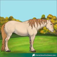 Horse Color:Red Dun Splash 