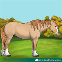 Horse Color:Red Dun Splash